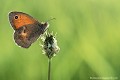 <br><br>Nom anglais du Fadet commun : Small Heath
<br>Autres noms français : Le Procris , le Petit Papillon des foins ou encore le Pamphile.
<br>Le Fadet commun se trouve sur la Liste Rouge des rhopalocères de France métropolitaine (2012) et sur la Liste Rouge européenne de l'UICN (2012). 
<br><br> Fadet commun
Procris
Pamphile
Coenonympha pamphilus
rhopalocères
Liste Rouge
Small Heath
Papillon
France 